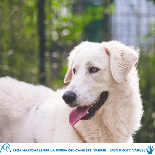 cane bianco maremmano abruzzese taglia grande in canile a varese in cerca di adozione lega del cane albus