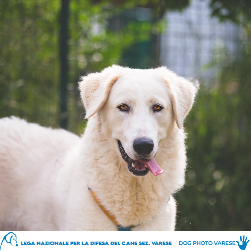 cane bianco maremmano abruzzese taglia grande in canile a varese in cerca di adozione lega del cane albus
