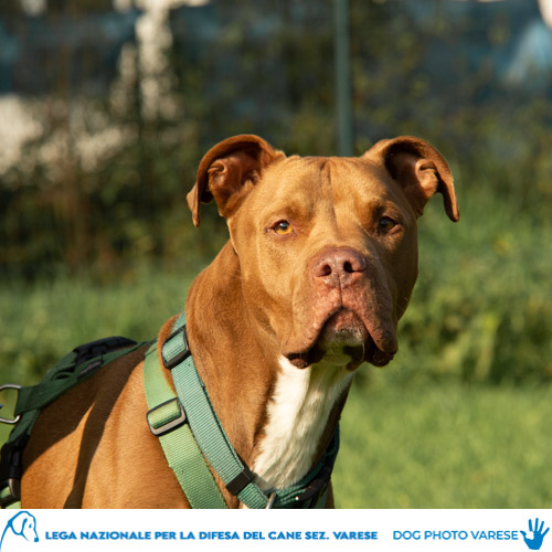 cane Atos Incrocio Pit Bull Pelo bianco-rosso e corto Taglia Media in canile a varese in cerca di adozione lega del cane