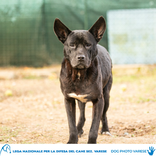 cane Incrocio molosso Pelo nero-bianco e corto Taglia media in canile a varese in cerca di adozione lega del cane brioche