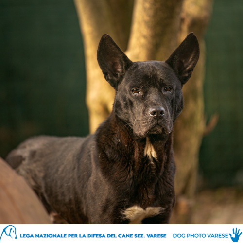 cane Incrocio molosso Pelo nero-bianco e corto Taglia media in canile a varese in cerca di adozione lega del cane brioche