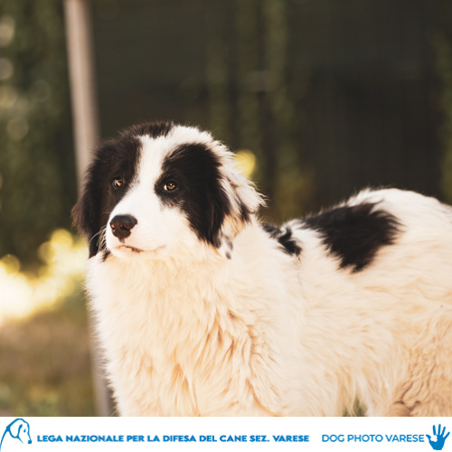 cane Incrocio pastore guardiano Pelo bianco e nero taglia grande in canile a varese in cerca di adozione lega del cane cujo