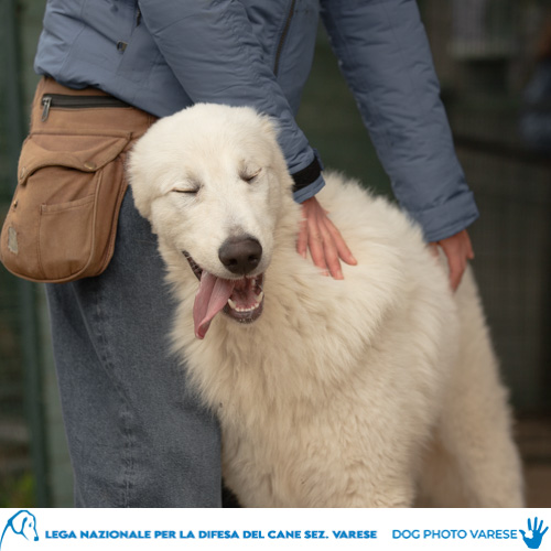 cane bianco maremmano abruzzese taglia grande in canile a varese in cerca di adozione lega del cane koda