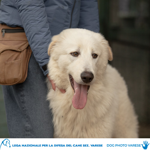 cane bianco maremmano abruzzese taglia grande in canile a varese in cerca di adozione lega del cane koda