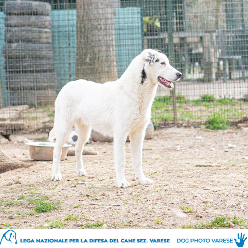 cane Taglia media incrocio pastore Pelo bianco-fulvo carbonato in canile a varese in cerca di adozione lega del cane newt