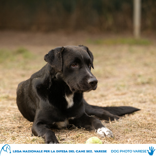 cane Piero da Biumo Incrocio Retriever - Molosso Pelo nero e corto Taglia Media in canile a varese in cerca di adozione lega del cane