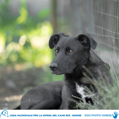 cane Talos Meticcio primitivo Pelo nero e bianco Taglia media in canile a varese in cerca di adozione lega del cane