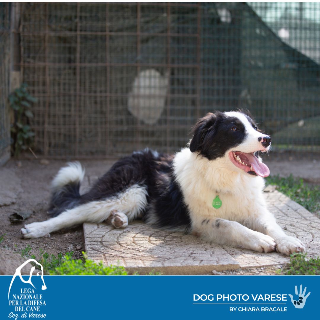 cane Border Collie - Maremmano taglia media in canile a varese in cerca di adozione lega del cane gennaro