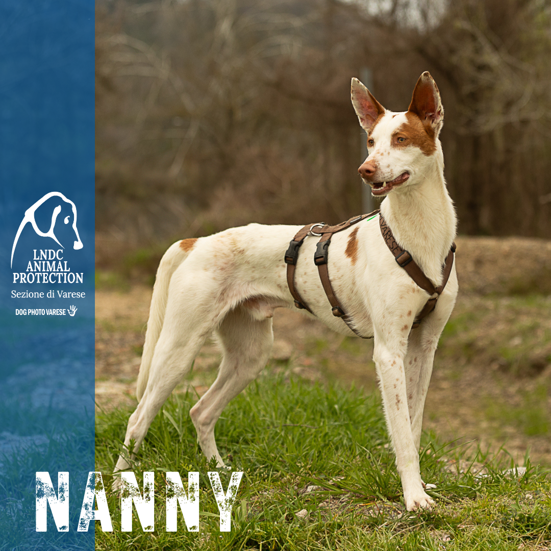 nanny podenco canile di varese lega nazionale per la difesa del cane adozione Taglia Media meticcio in cerca di adozione rescue cane canile varese lega nazionale per la difesa del cane adottami lndc DOGPHOTOVARESE