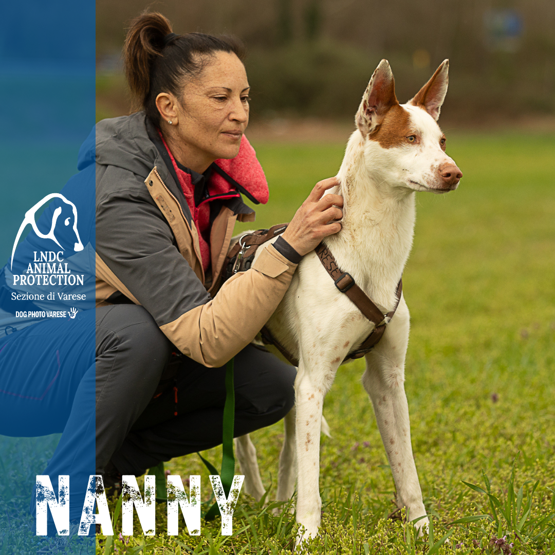 nanny podenco canile di varese lega nazionale per la difesa del cane adozione Taglia Media meticcio in cerca di adozione rescue cane canile varese lega nazionale per la difesa del cane adottami lndc DOGPHOTOVARESE