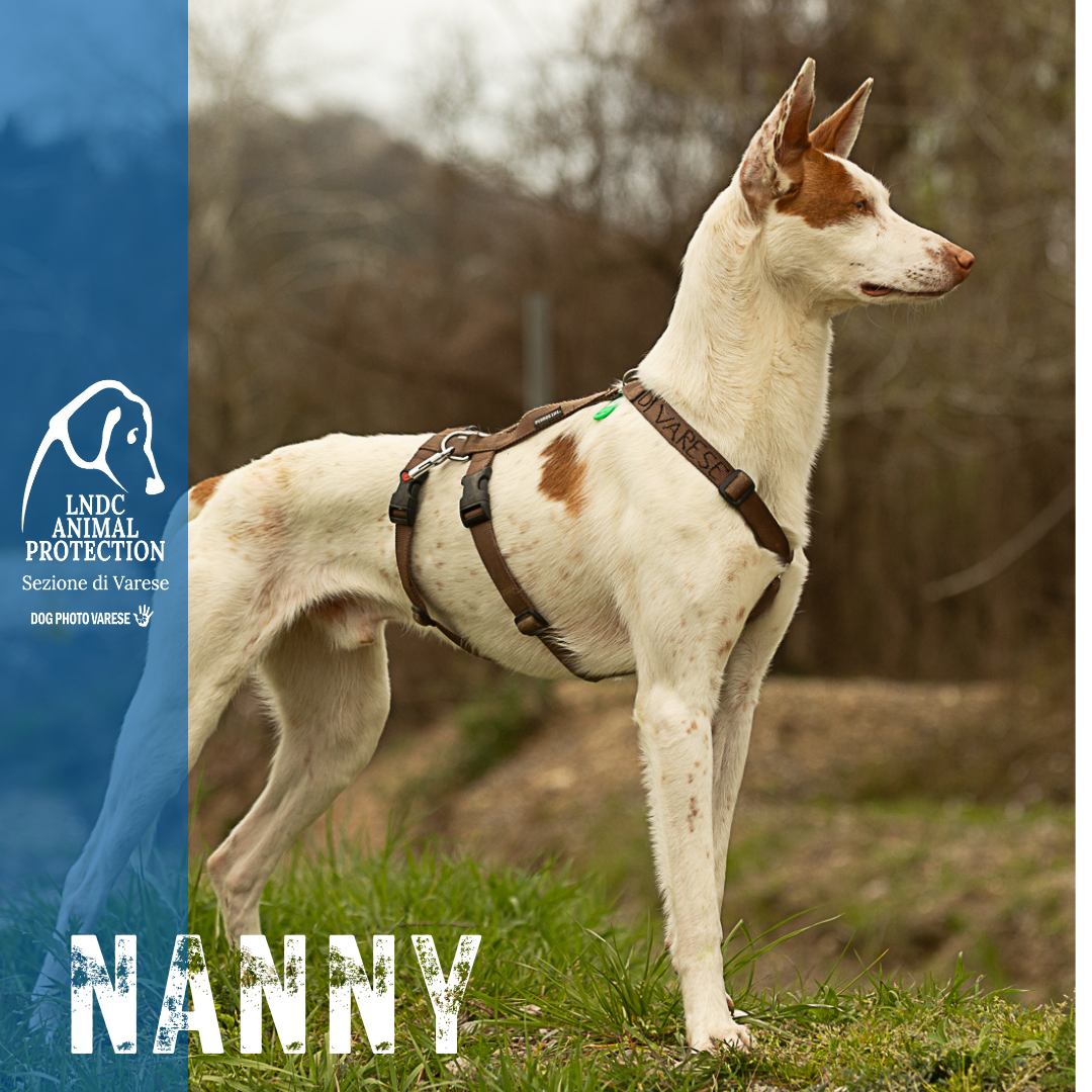 nanny podenco canile di varese lega nazionale per la difesa del cane adozione Taglia Media meticcio in cerca di adozione rescue cane canile varese lega nazionale per la difesa del cane adottami lndc DOGPHOTOVARESE