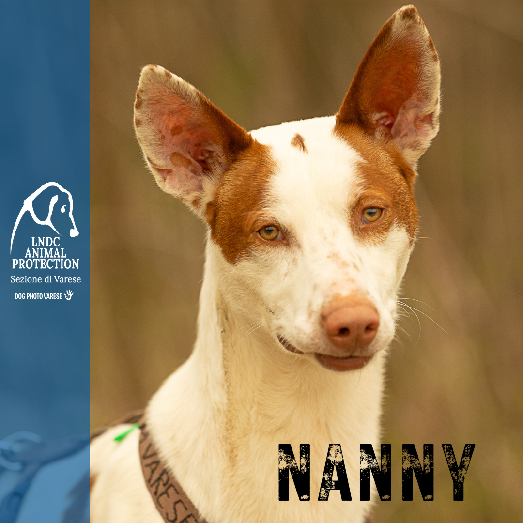 nanny podenco canile di varese lega nazionale per la difesa del cane adozione Taglia Media meticcio in cerca di adozione rescue cane canile varese lega nazionale per la difesa del cane adottami lndc DOGPHOTOVARESE
