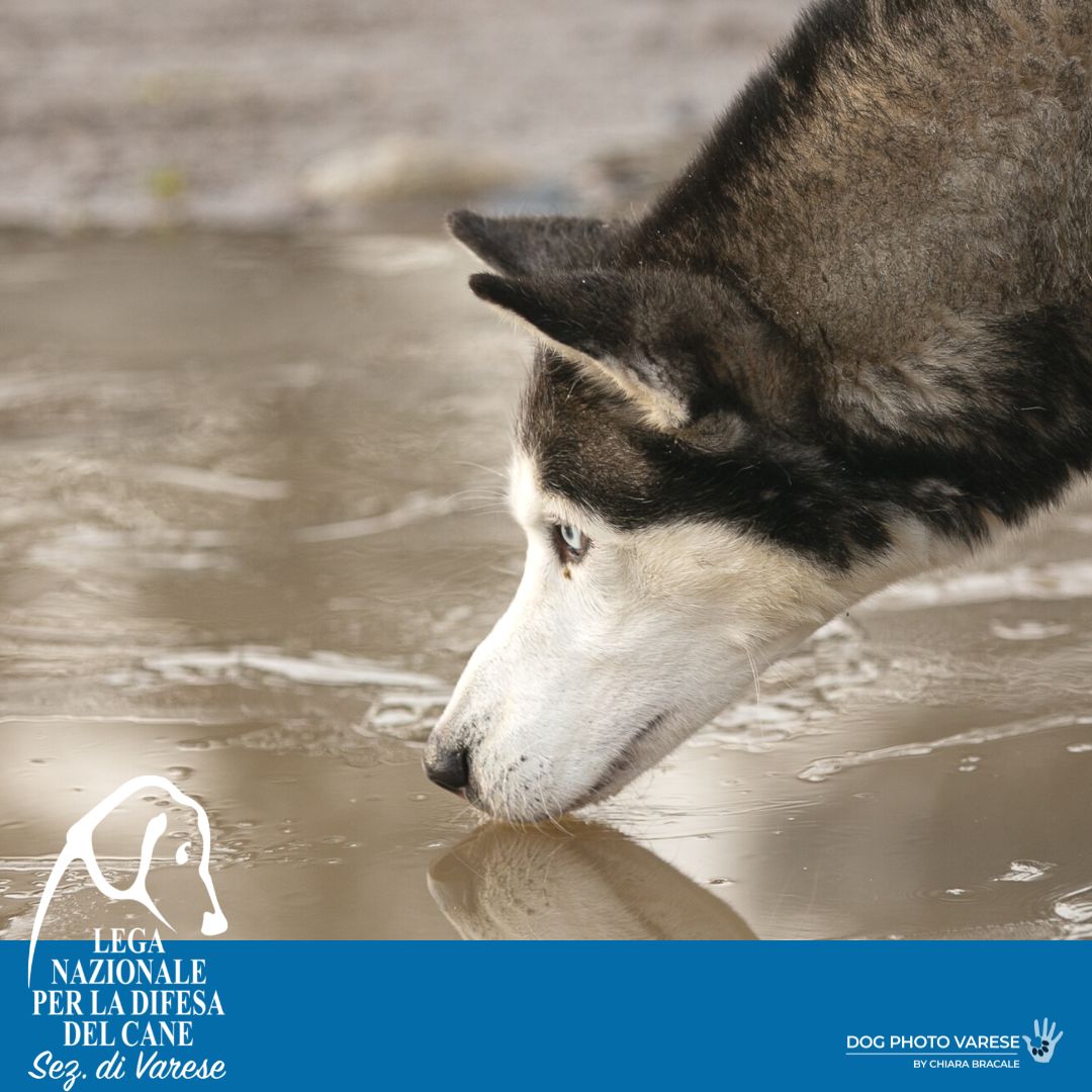 hugos husky canile di varese lega nazionale per la difesa del cane adozione