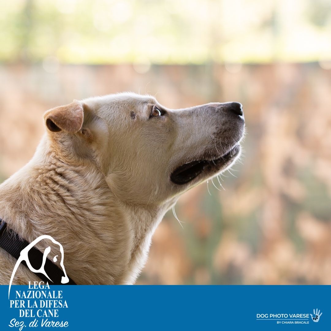 brando cane pastore canile di varese lega nazionale per la difesa del cane adozione