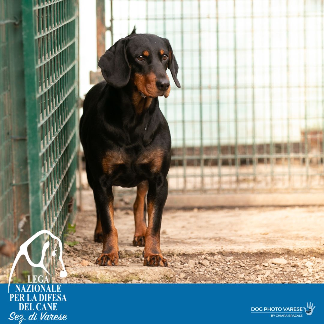 lea Slovenský kopov canile di varese lega nazionale per la difesa del cane adozione