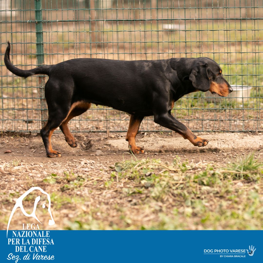 lea Slovenský kopov canile di varese lega nazionale per la difesa del cane adozione