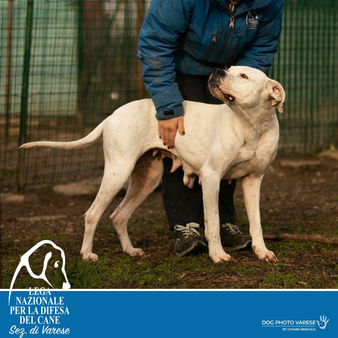 Meyra dog argentino adozione canile
