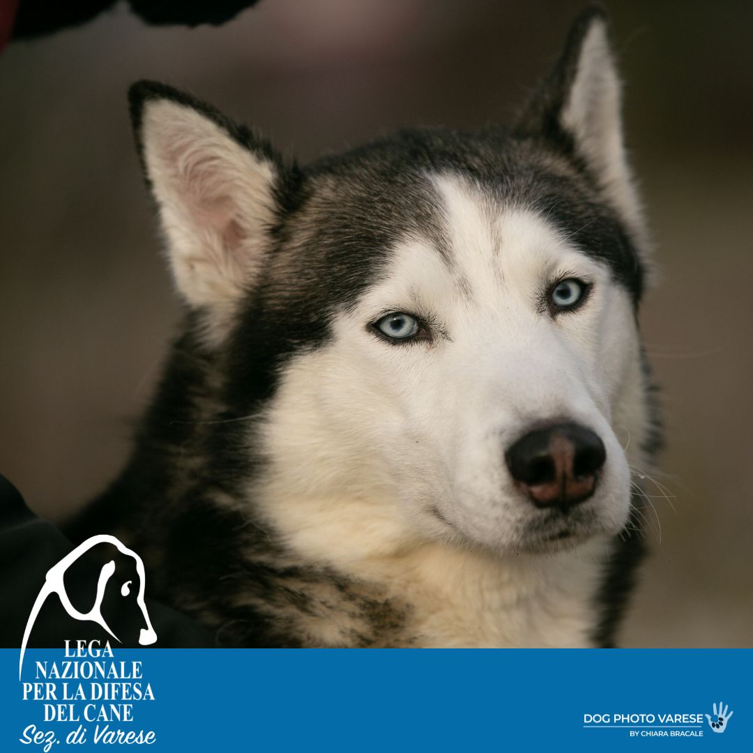 hugos husky canile di varese lega nazionale per la difesa del cane adozione