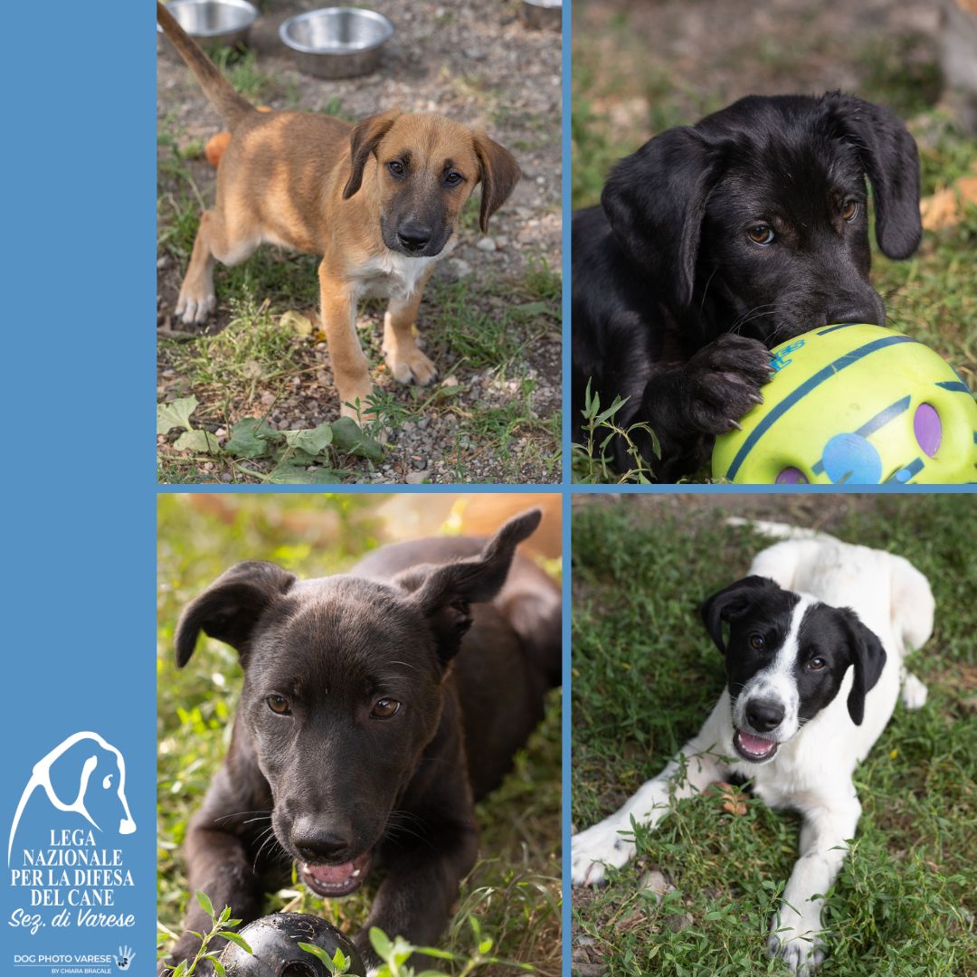 cuccioli cane puppy adozione disponibili canile varese lega nazionale per la difesa del cane adottami