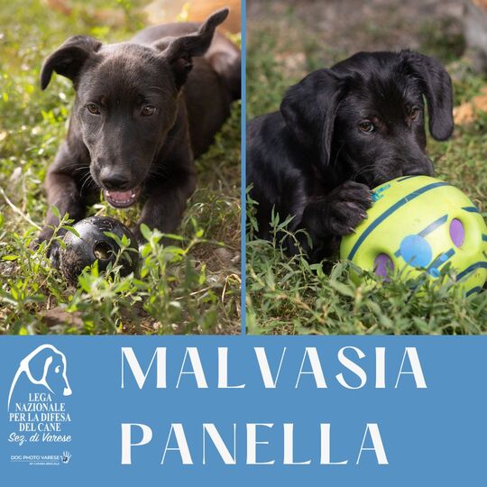cuccioli cane puppy adozione disponibili canile varese lega nazionale per la difesa del cane adottami malvasia panella