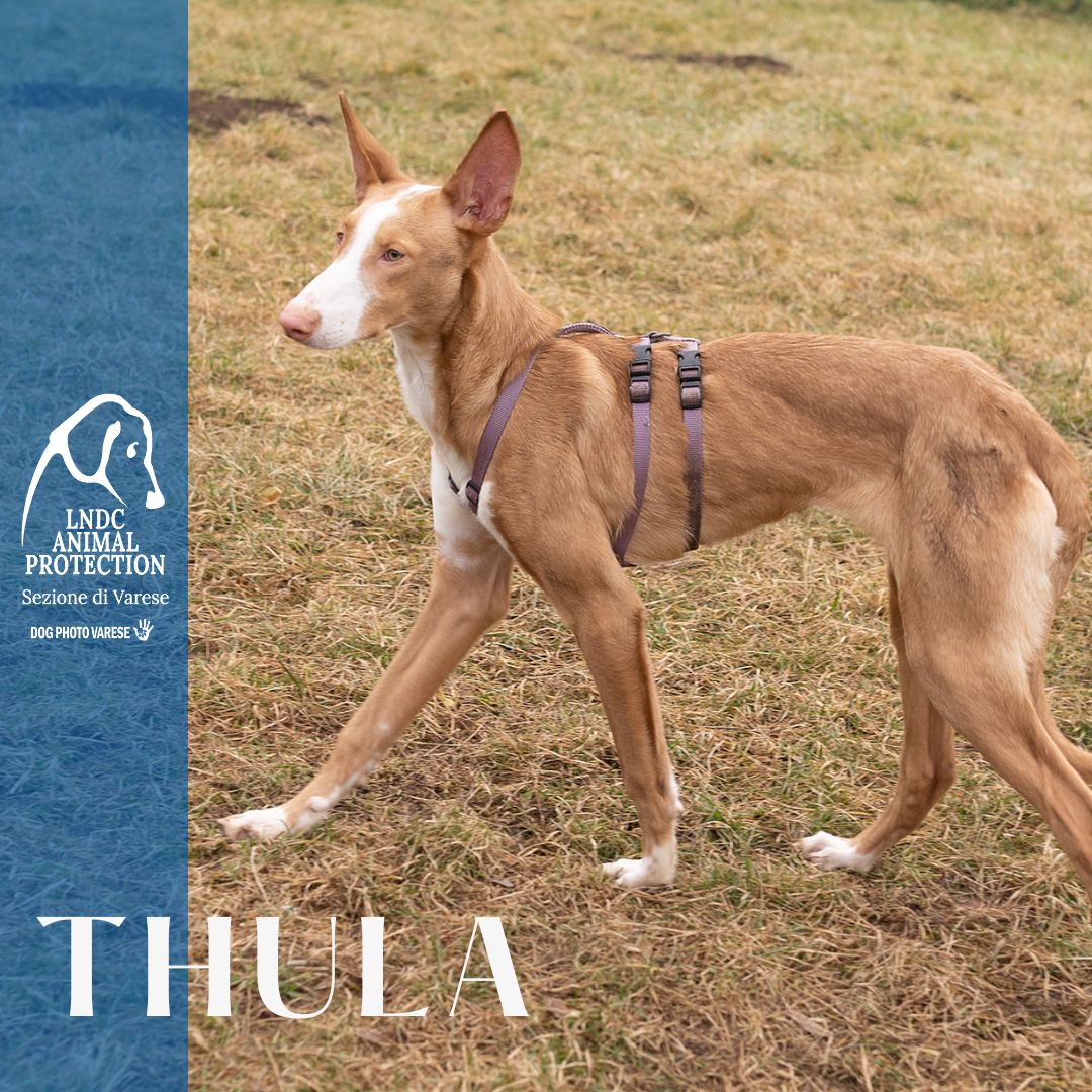 thula podenco taglia media in cerca di adozione podenco rescue