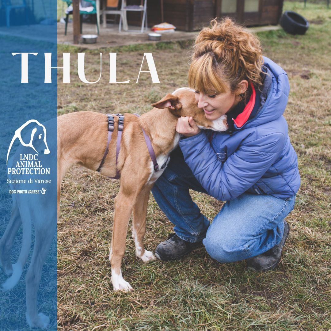 thula podenco taglia media in cerca di adozione podenco rescue