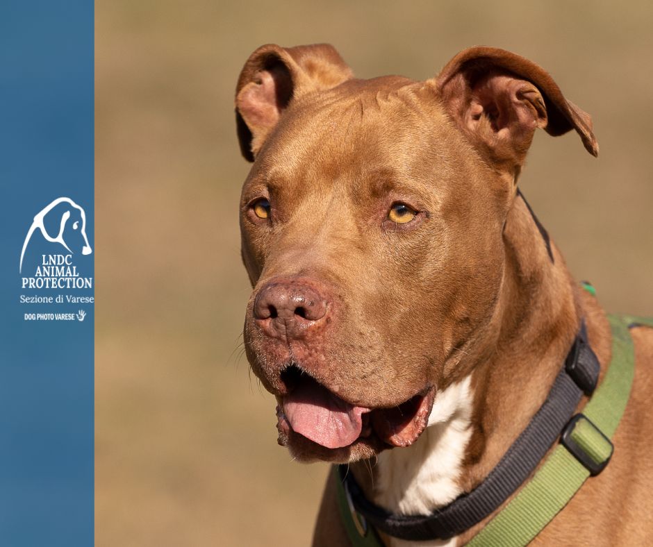 atos pittbull adozione rescue dog cane in adozione varese