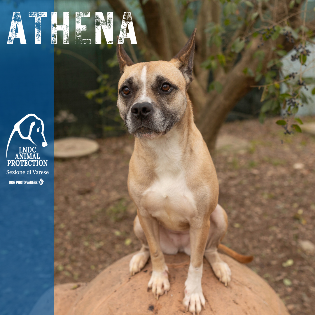 athena incrocio bulldog meticcio taglia media in cerca di adozione rescue cane canile varese lega nazionale per la difesa del cane adottami lndc