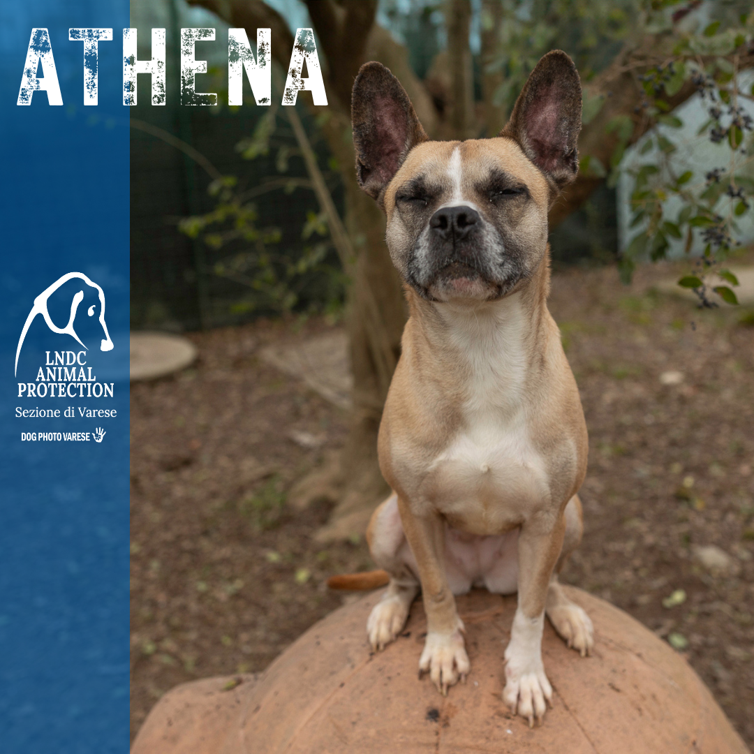 athena incrocio bulldog meticcio taglia media in cerca di adozione rescue cane canile varese lega nazionale per la difesa del cane adottami lndc