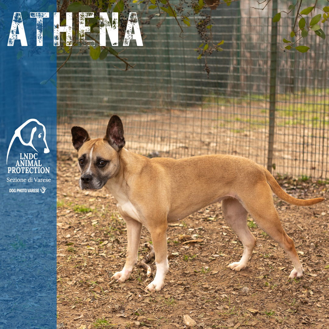athena incrocio bulldog meticcio taglia media in cerca di adozione rescue cane canile varese lega nazionale per la difesa del cane adottami lndc