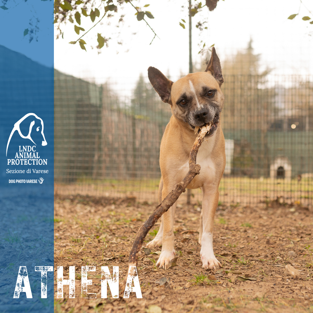 athena incrocio bulldog meticcio taglia media in cerca di adozione rescue cane canile varese lega nazionale per la difesa del cane adottami lndc