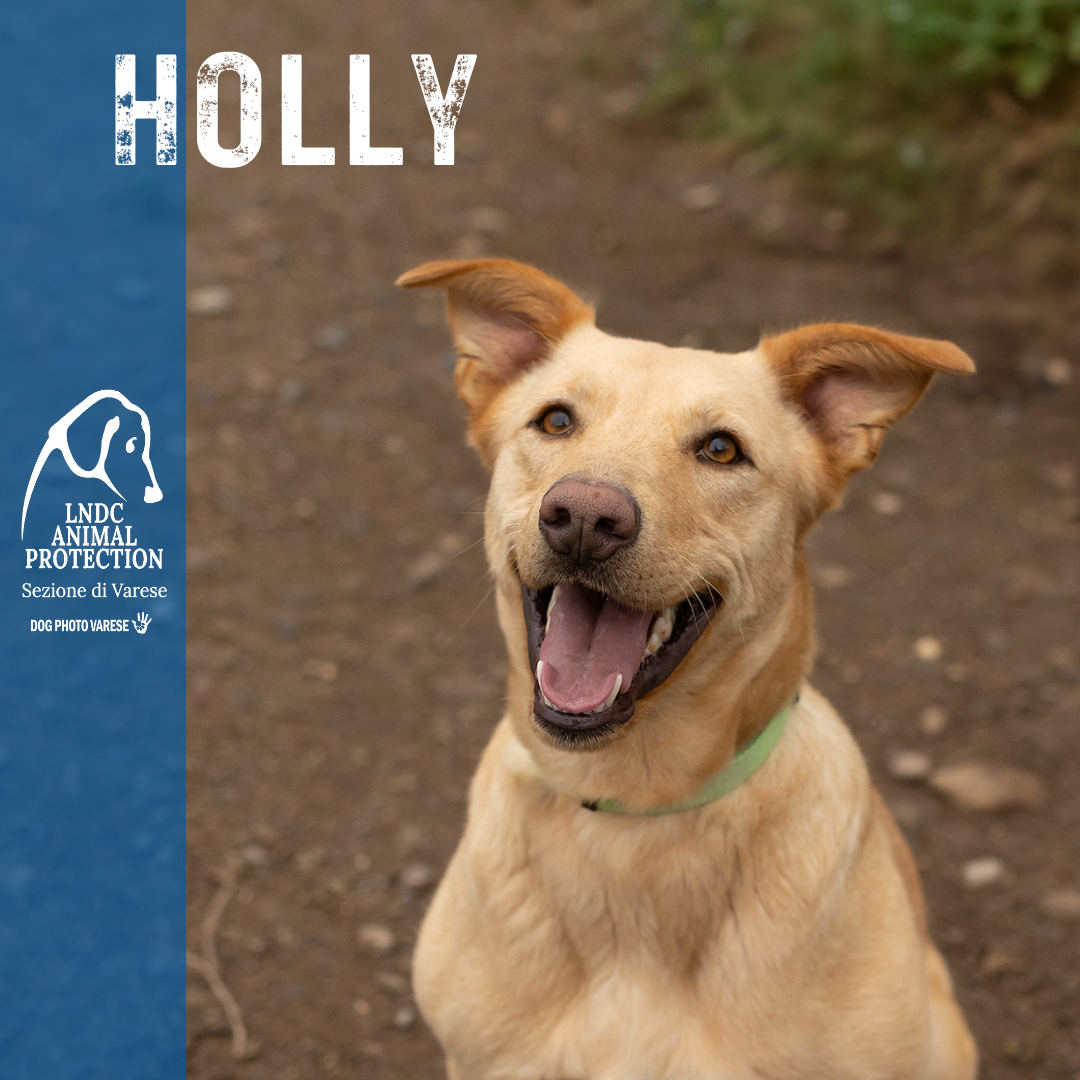 holly pastore primitivo meticcio taglia media in cerca di adozione rescue cane canile varese lega nazionale per la difesa del cane adottami lndc