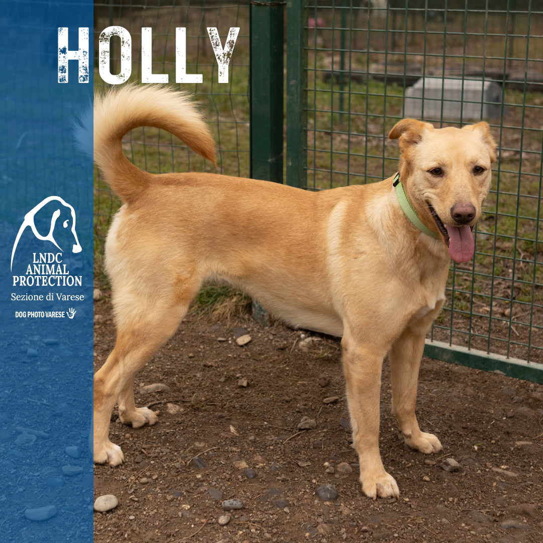 holly pastore primitivo meticcio taglia media in cerca di adozione rescue cane canile varese lega nazionale per la difesa del cane adottami lndc