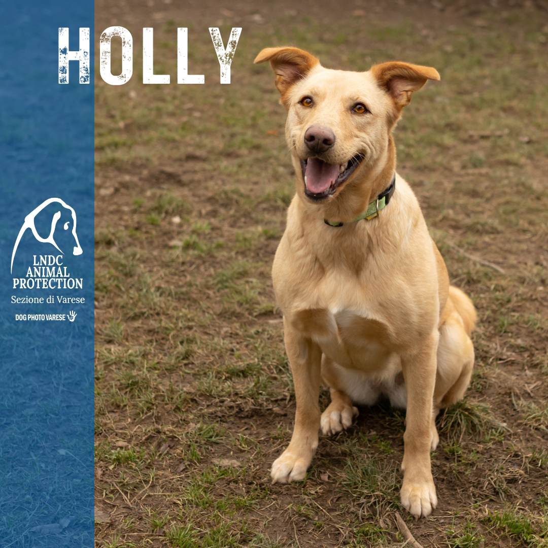 holly pastore primitivo meticcio taglia media in cerca di adozione rescue cane canile varese lega nazionale per la difesa del cane adottami lndc