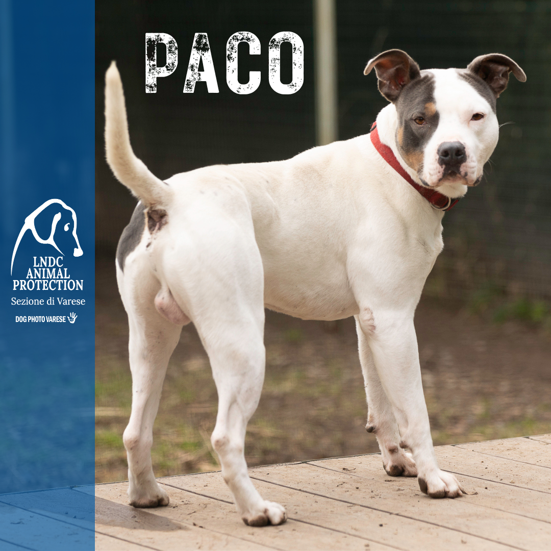PACO INCROCIO PITBULL taglia media in cerca di adozione rescue cane canile varese lega nazionale per la difesa del cane adottami lndc