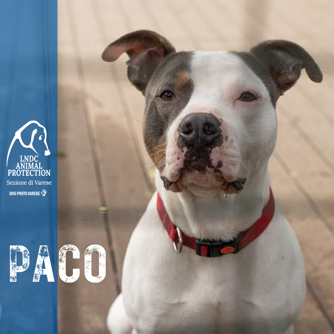 PACO INCROCIO PITBULL taglia media in cerca di adozione rescue cane canile varese lega nazionale per la difesa del cane adottami lndc