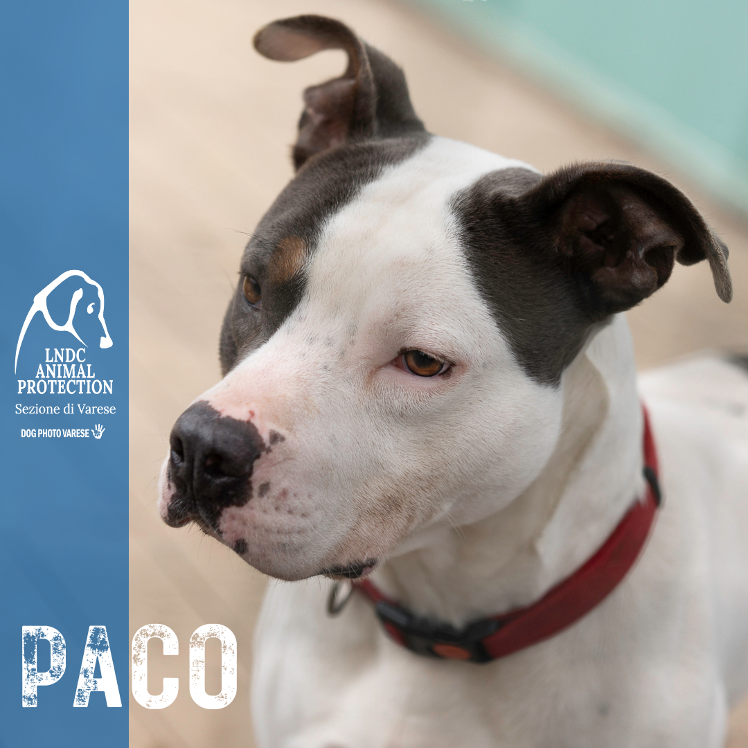 PACO INCROCIO PITBULL taglia media in cerca di adozione rescue cane canile varese lega nazionale per la difesa del cane adottami lndc