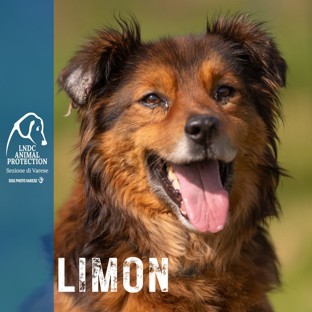 limon, canile di varese, leishmaniosi, leishmania, adozione, cane cerca casa, adottare, varese, lndc, dogphotovarese,