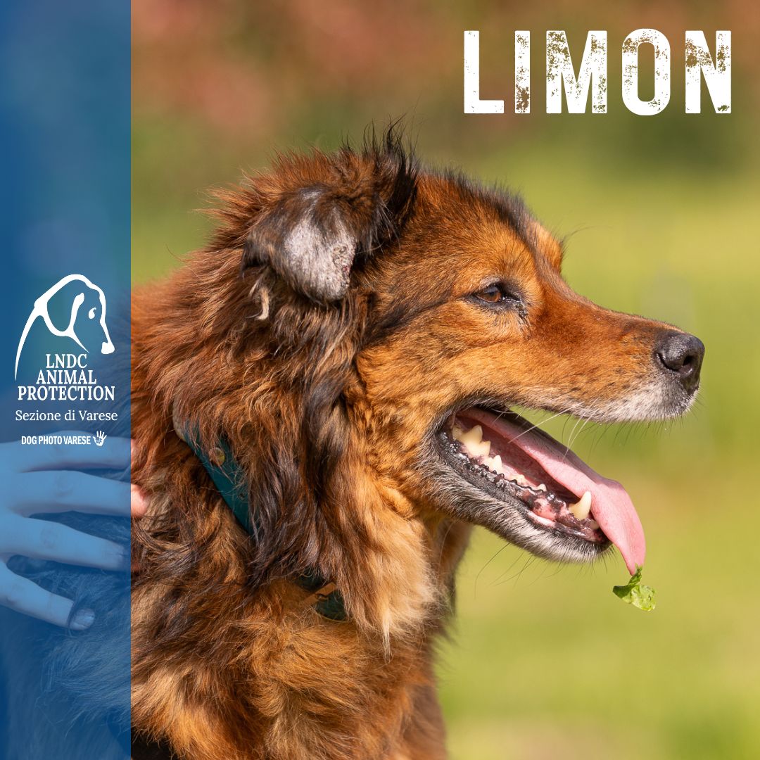 limon, canile di varese, leishmaniosi, leishmania, adozione, cane cerca casa, adottare, varese, lndc, dogphotovarese,
