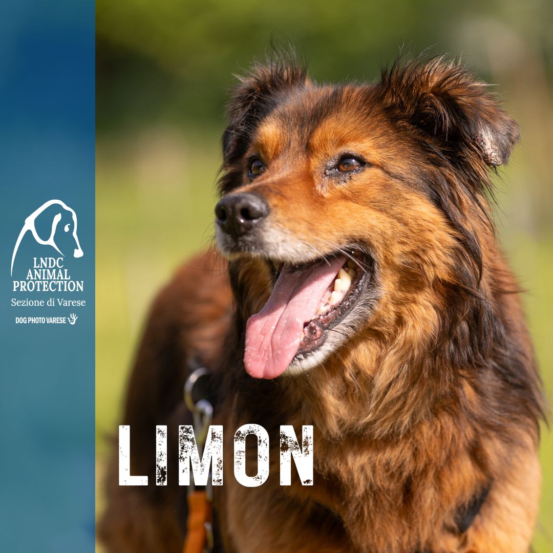limon, canile di varese, leishmaniosi, leishmania, adozione, cane cerca casa, adottare, varese, lndc, dogphotovarese,