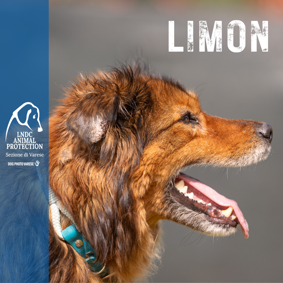limon, canile di varese, leishmaniosi, leishmania, adozione, cane cerca casa, adottare, varese, lndc, dogphotovarese,