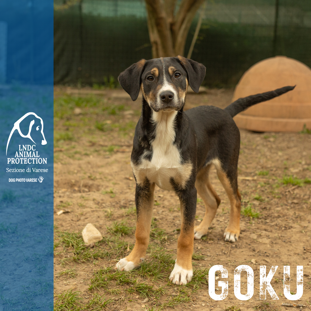 GOKU incrocio MOLOSSO meticcio taglia media in cerca di adozione rescue cane canile varese lega nazionale per la difesa del cane adottami lndc