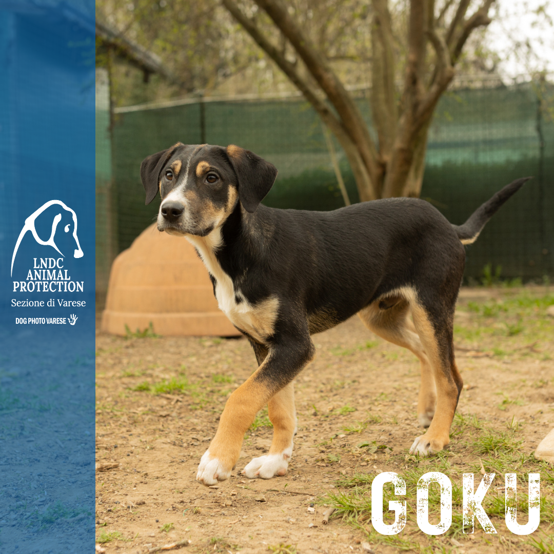 GOKU incrocio MOLOSSO meticcio taglia media in cerca di adozione rescue cane canile varese lega nazionale per la difesa del cane adottami lndc