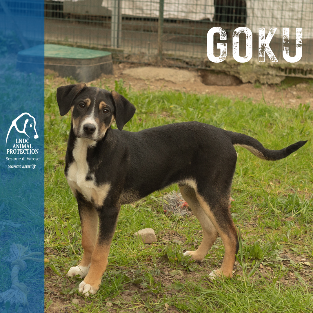 GOKU incrocio MOLOSSO meticcio taglia media in cerca di adozione rescue cane canile varese lega nazionale per la difesa del cane adottami lndc