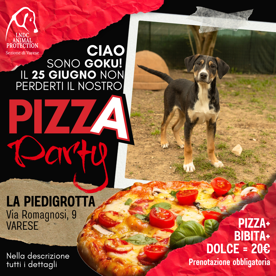 pizza piedigrotta varese canile varese evento benefico