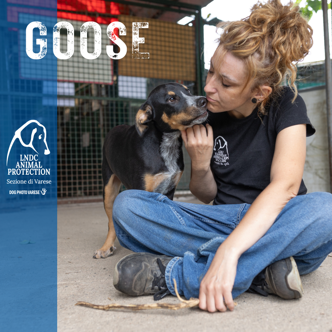 GOOSE incrocio MOLOSSO meticcio taglia media in cerca di adozione rescue cane canile varese lega nazionale per la difesa del cane adottami lndc DOGPHOTOVARESE