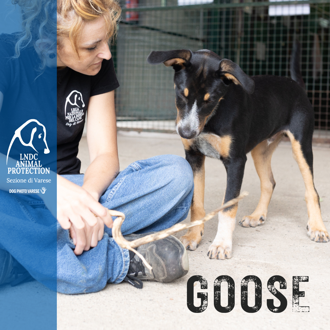 GOOSE incrocio MOLOSSO meticcio taglia media in cerca di adozione rescue cane canile varese lega nazionale per la difesa del cane adottami lndc DOGPHOTOVARESE