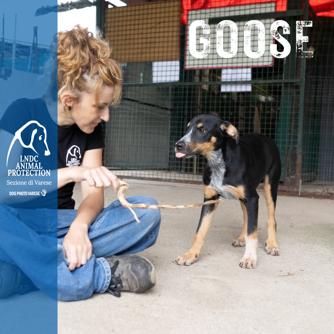 GOOSE incrocio MOLOSSO meticcio taglia media in cerca di adozione rescue cane canile varese lega nazionale per la difesa del cane adottami lndc DOGPHOTOVARESE