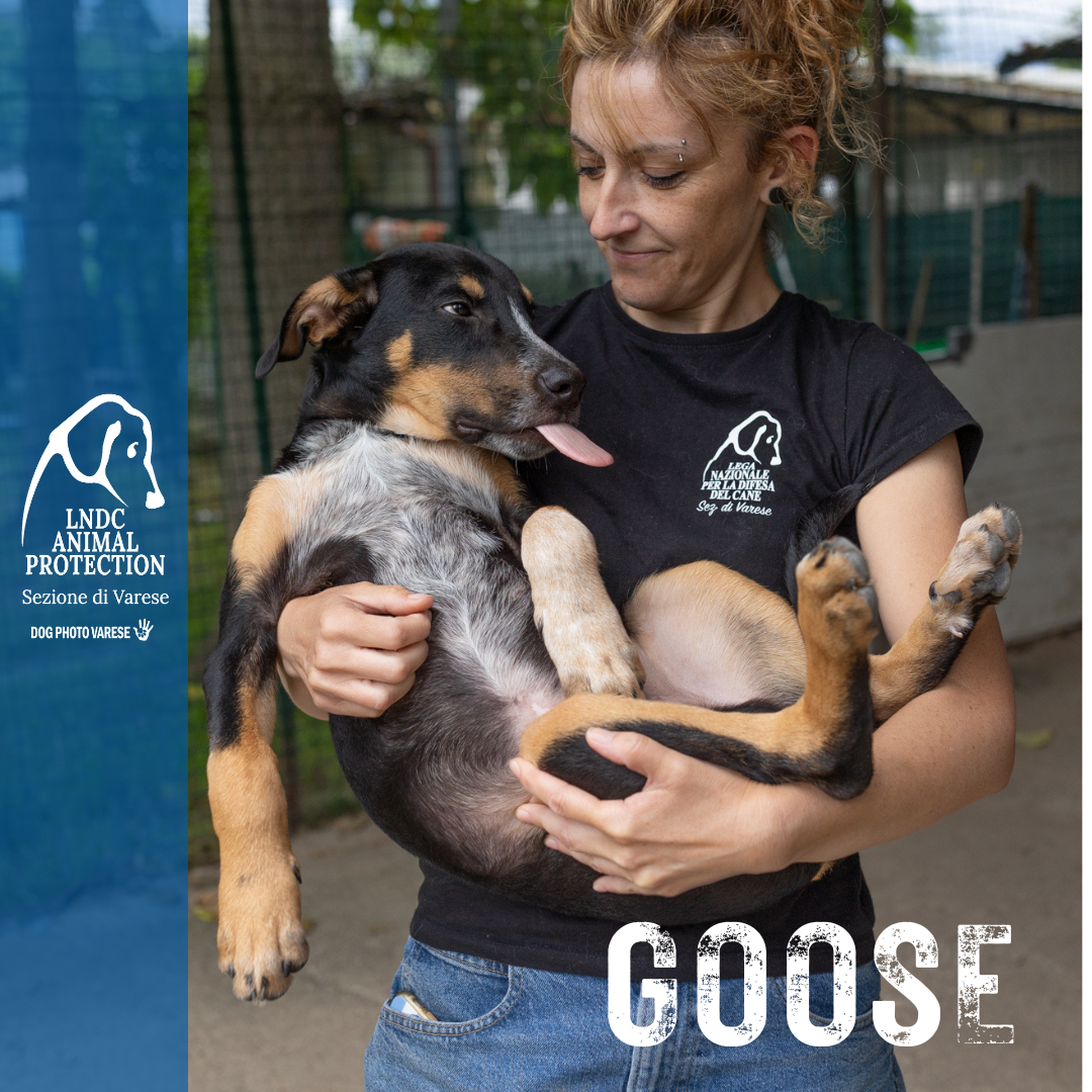 GOOSE incrocio MOLOSSO meticcio taglia media in cerca di adozione rescue cane canile varese lega nazionale per la difesa del cane adottami lndc DOGPHOTOVARESE