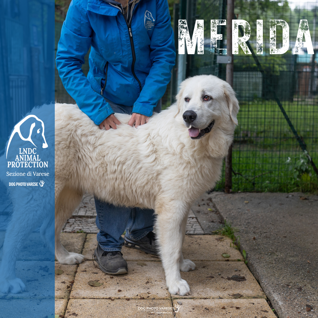 cane bianco maremmano abruzzese taglia grande in canile a varese in cerca di adozione lega del cane MERIDA dogphotovarese